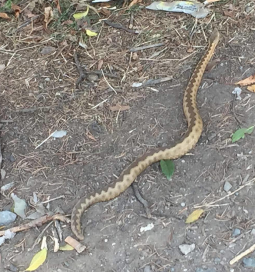 Šok! V dnevno sobo se je priplazila kača, turiste je skoraj kap!