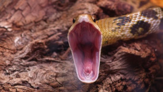 GROZA V VRTCU CICIBAN Obkolilo ga je leglo kač, otroci ne morejo nikamor