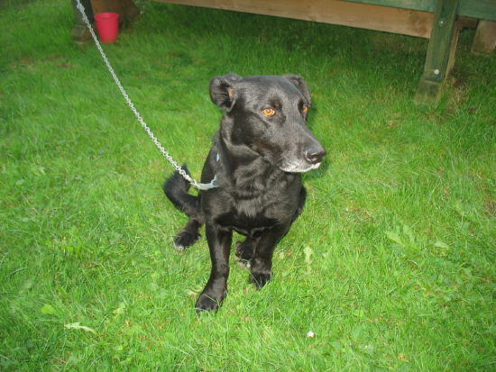 Pes ugriznil otroka – psa prijeli, lastnika iščejo