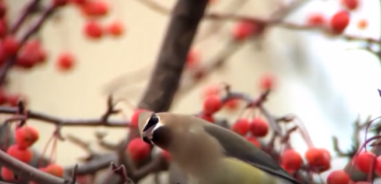 VIDEO: Pijane ptice terorizirajo mesto