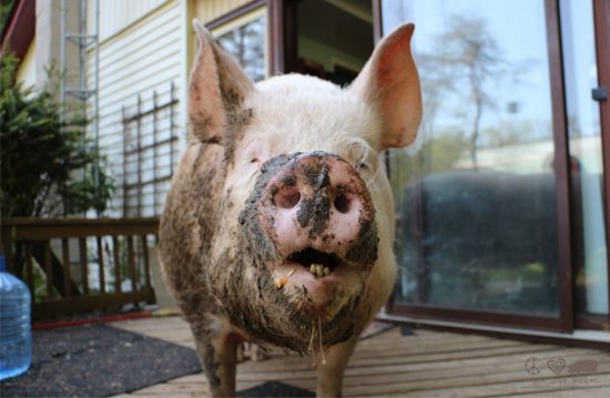 Lačni prašiči pojedli živo 56-letnico, potem ko je obležala ob epileptičnem napadu!