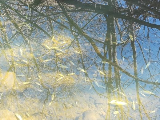 FOTO: Ekološka katastrofa na zahodu Slovenije: Poginilo več kot 3000 mladic, močno je smrdelo po kloru