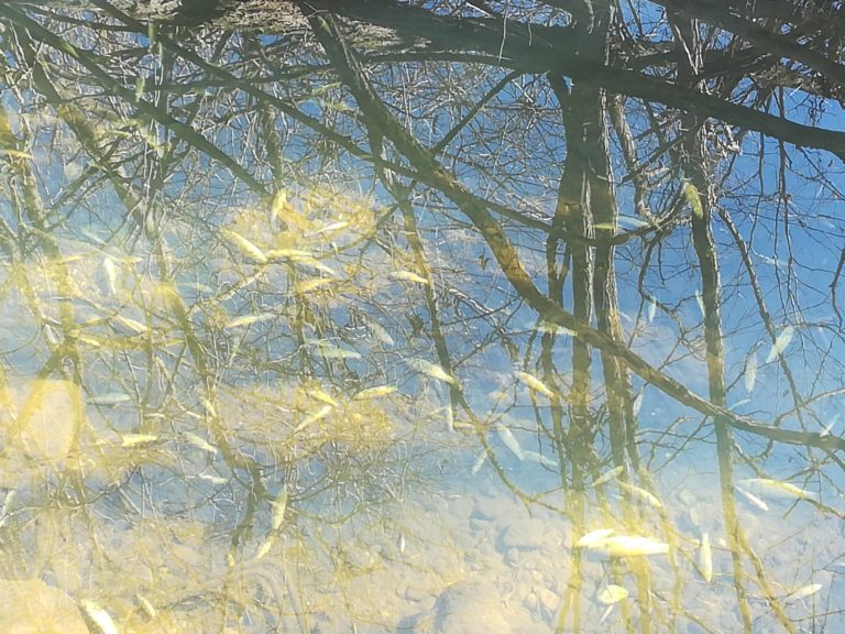 FOTO: Ekološka katastrofa na zahodu Slovenije: Poginilo več kot 3000 mladic, močno je smrdelo po kloru