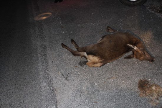 Previdno-divjad na cesti