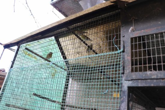 Krivolovec lovil zaščitene ptice pevke