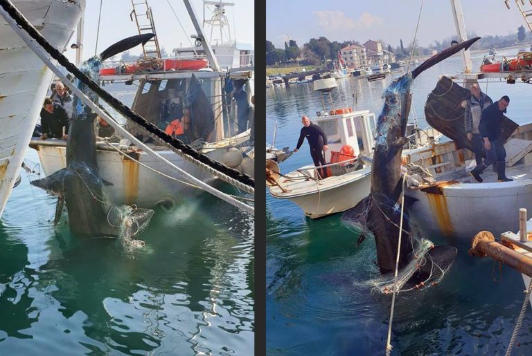 VIDEO: V Savudriji šestmetrski morski pes