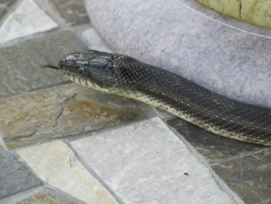 Na Celjski velika akcija zaradi kače v avtu