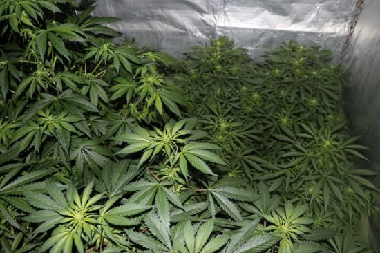 Gojil štiri ducate sadik konoplje