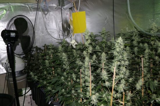 V hiši je gojila 260 sadik konoplje