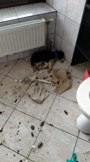 FOTO: Prizori mučenja, ki so pretresli Slovenijo! »Tomaž verjemi, da se ti bo vse tole, kar je kuža pretrpel zaradi tebe, vrnilo«