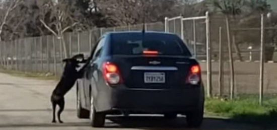 VIDEO: Lastnik ga je vrgel iz vozila in zapustil ob jezeru! Kar je storil kuža, vas bo razjokalo