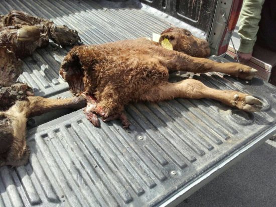 VIDEO: Besni kmeti ministru v službo pripeljali ostanke zadnjega masakra