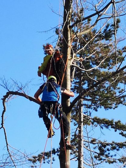 FOTO: Za padalca usodno drevo: Prizemljilo ga je, veje naj bi povzročile hude poškodbe