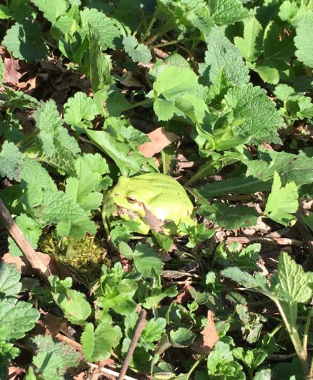 Ekološka katastrofa: Poginile vse žabe v dolžini enega kilometra