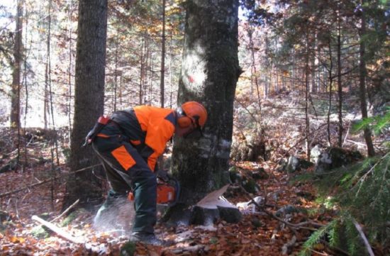 Drevo ga je pokopalo