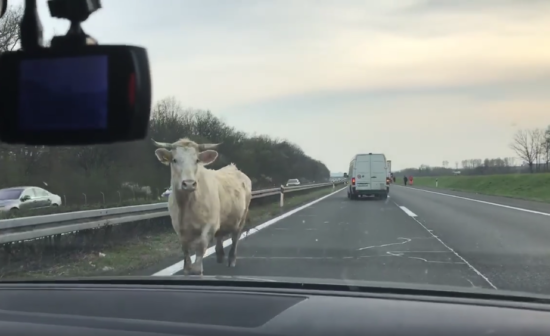 VIDEO: Nevarno! Na avtocesti po prehitevalnem pasu nasproti krava