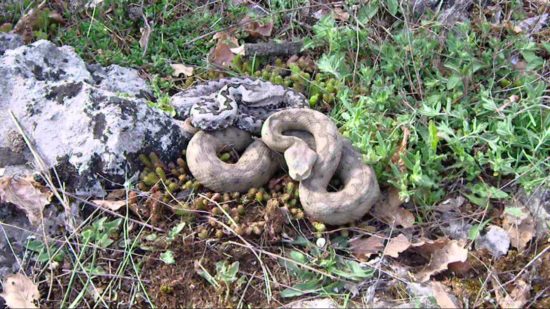 Nabirala je šparglje, ugriznil jo je modras