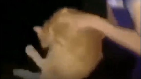 Razkrito, kaj se je zgodilo z mačkom, ki ga je mladenič vrgel čez ograjo