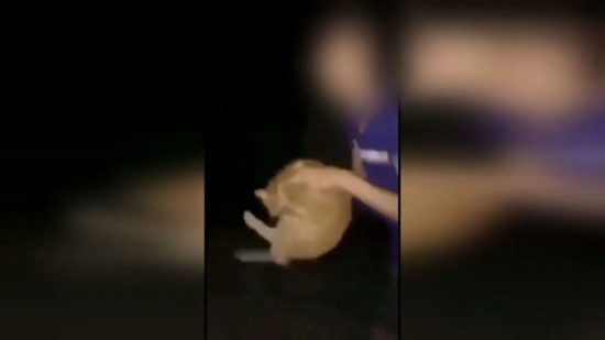 Nov primer mučenja živali v Sloveniji! Mačka z vso silo vrgel prek ograje