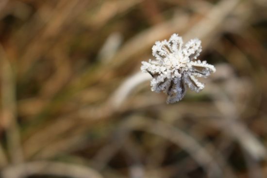 Za maj ledeno torkovo jutro: Arso za večji del države napoveduje minus