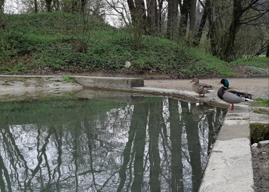 Ekološka katastrofo opazili v izviru pri Ljubljani: poginile so ribe