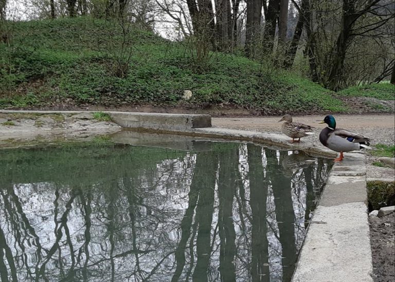 Ekološka katastrofo opazili v izviru pri Ljubljani: poginile so ribe