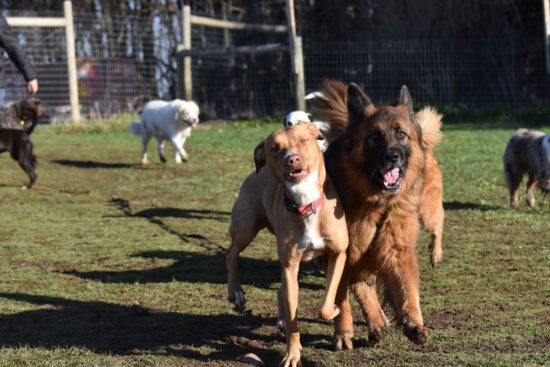 Pred trgovino ukradli psa, pa ne kakršnegakoli
