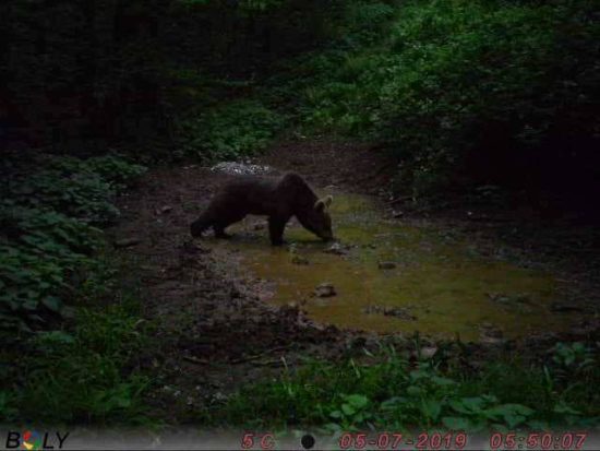 FOTO: Pozor! Naokoli se potika medved z imenom Črni