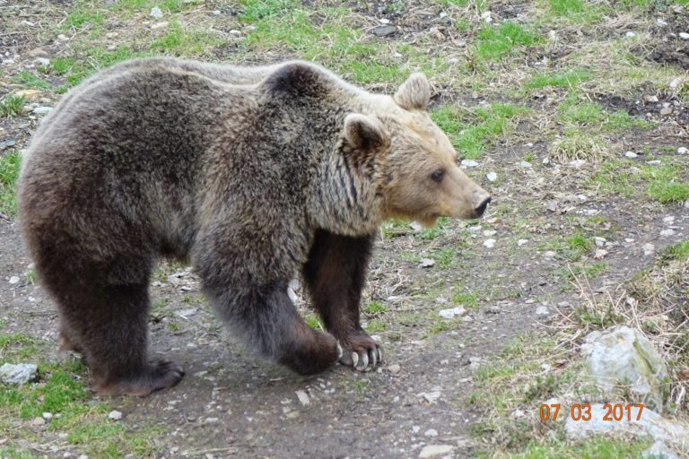 Pri Pivki ga je napadla medvedka, ker se je ustrašila za svoje mladiče