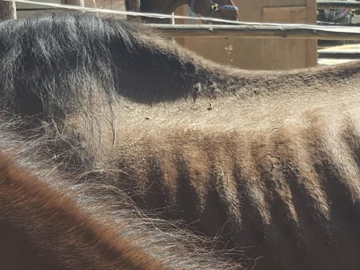 FOTO: Novi posnetki zanemarjenih konj, tudi 5-mesečna žrebička