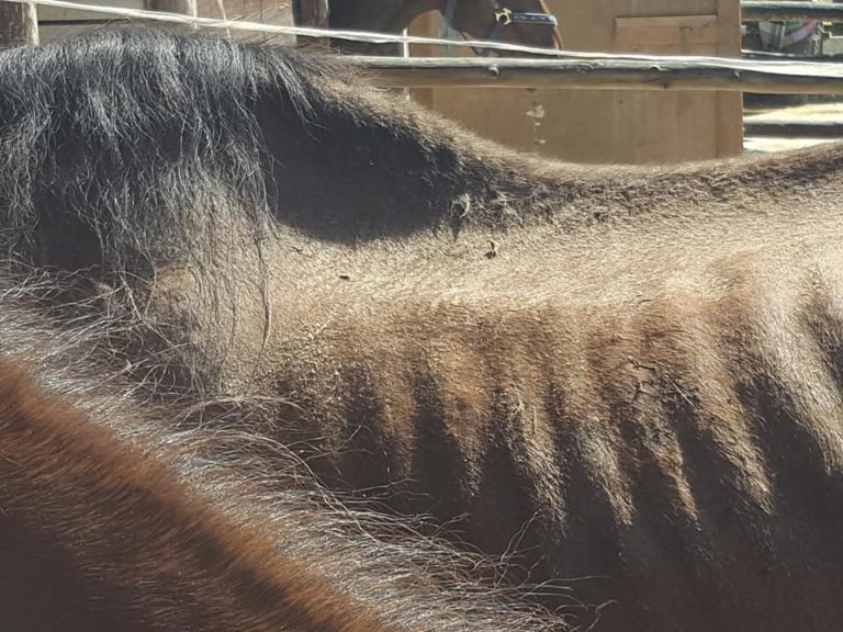 FOTO: Novi posnetki zanemarjenih konj, tudi 5-mesečna žrebička