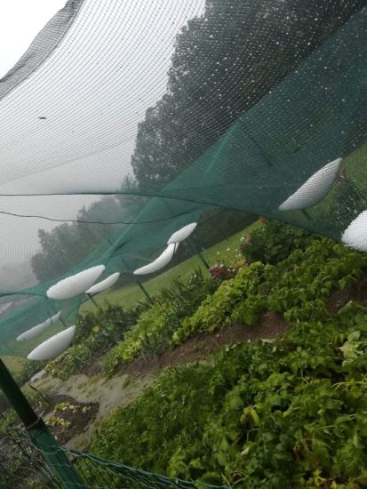 FOTO: Danes klestilo po Sloveniji, a že prihaja nova pošiljka