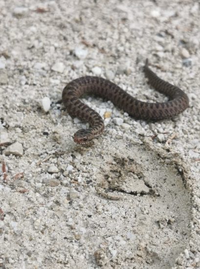 Pod Triglavom v roke prijela kačo, policija: “Brez komentarja”