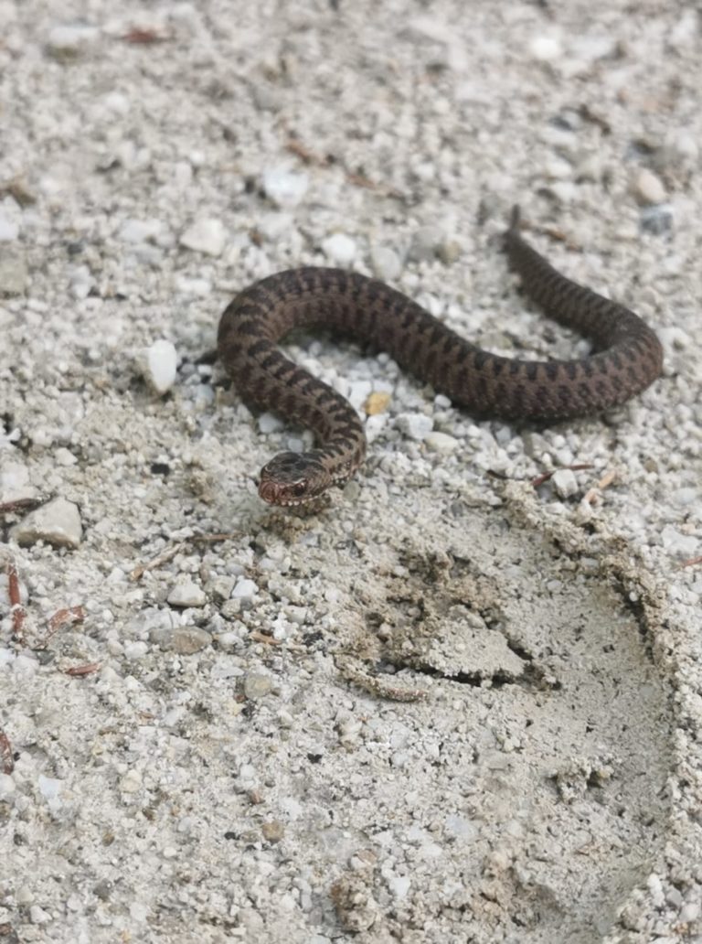 Pod Triglavom v roke prijela kačo, policija: “Brez komentarja”