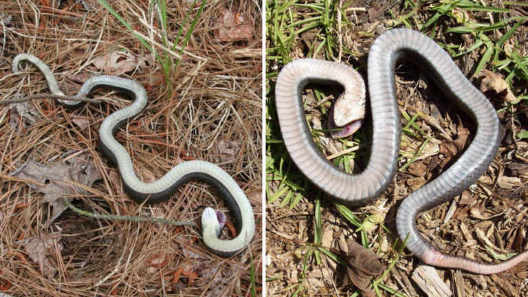 Opozorilo! Zombi kače se delajo mrtve, a ko se jim približa plen …