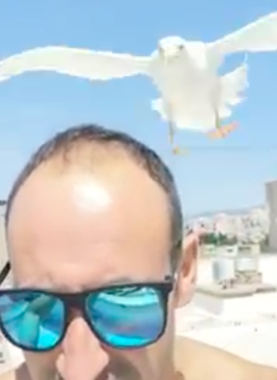 VIDEO: V popularnem obmorskem mestu se mu je besni galeb pognal naravnost v glavo