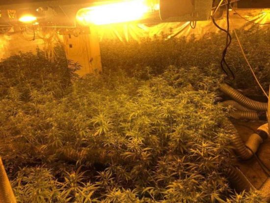 FOTO: 1500 sadik konoplje, 28 kg posušene konoplje in 60.000 evrov gotovine