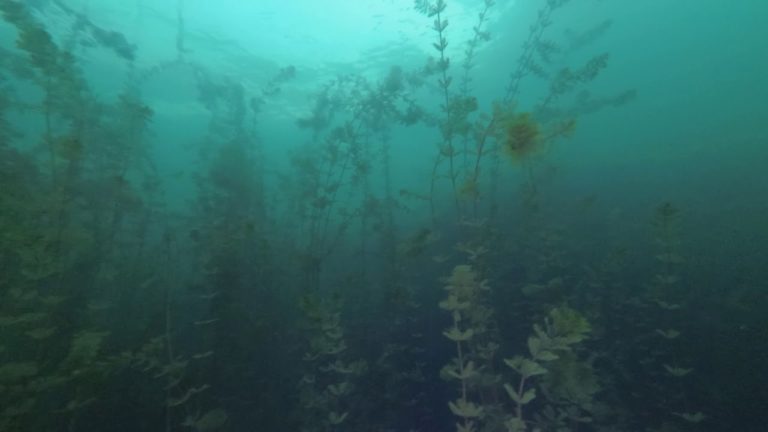 Tragedija v Velenjskem jezeru! 22-letnik si je premislil in se vrnil do obale, sledilo je …