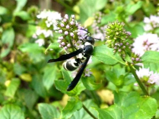 Napad os, posredovati so morali gasilci
