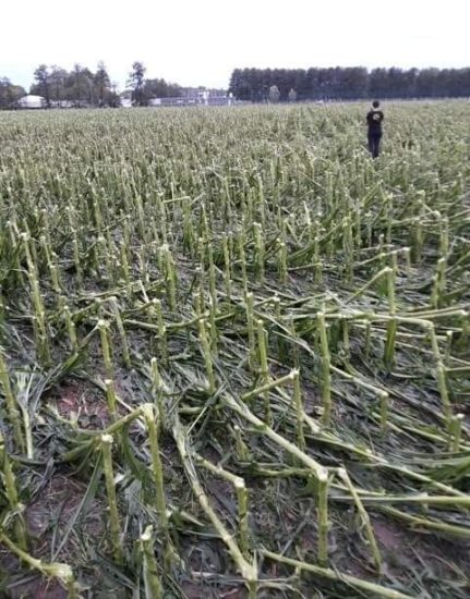 FOTO: Nekateri kmetje so v nekaj minutah ostali brez vsega! To je srce parajoč prizor po neurju s točo