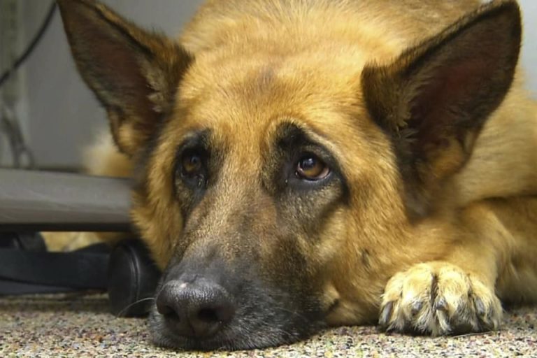 Želel je umreti v garaži, ob svojem psu Rudiju! Ena izmed sosed pa je zagnala teror …