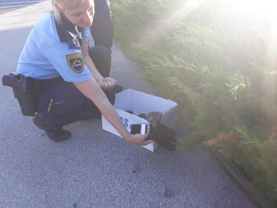 FOTO: Ta štajerska policistka ima veliko srce, poglejte, kako je pomagala mali kosmatinki