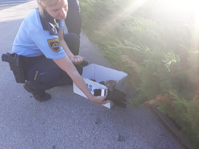 FOTO: Ta štajerska policistka ima veliko srce, poglejte, kako je pomagala mali kosmatinki