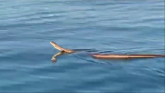 VIDEO: Turisti v hrvaškem morju posneli tole kačo velikanko