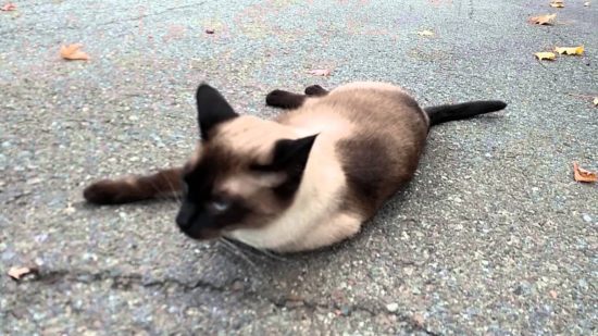 Nenavadna nesreča na Gorenjsekm! Kolesar trčil v mačka, njegova usoda ni znana