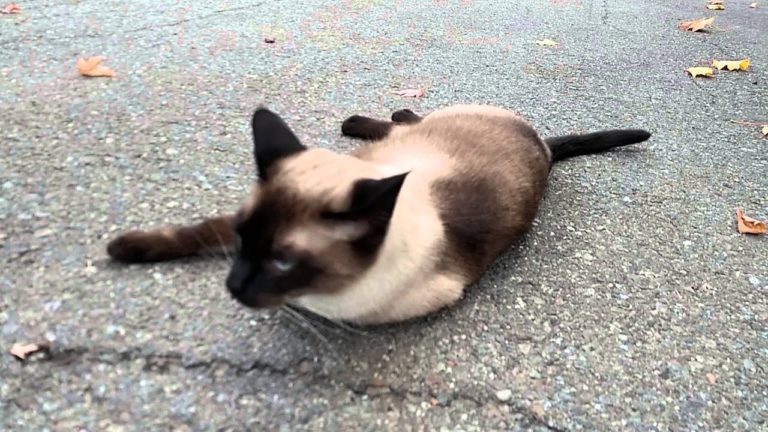 Nenavadna nesreča na Gorenjsekm! Kolesar trčil v mačka, njegova usoda ni znana