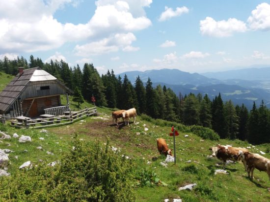 Reševanje na planini, bik poškodoval pastirico