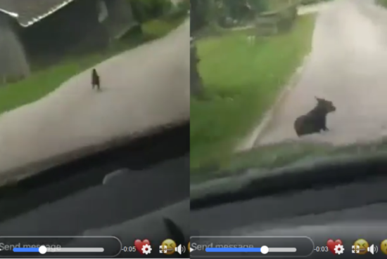 FOTO: Zasledoval ga je in naposled tudi zbil, Slovenija je pretresena