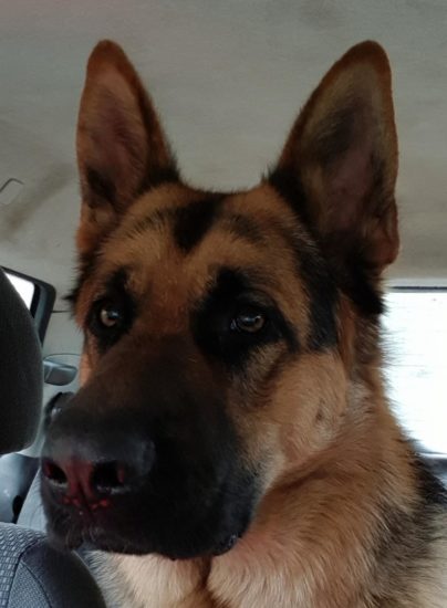 Rex, šolan za reševanje človeških življenj, posledic napada človeške roke ni preživel