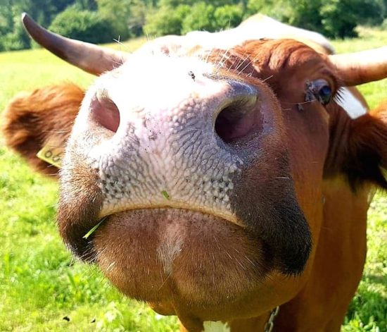 Lastnici kravi ni uspelo uiti